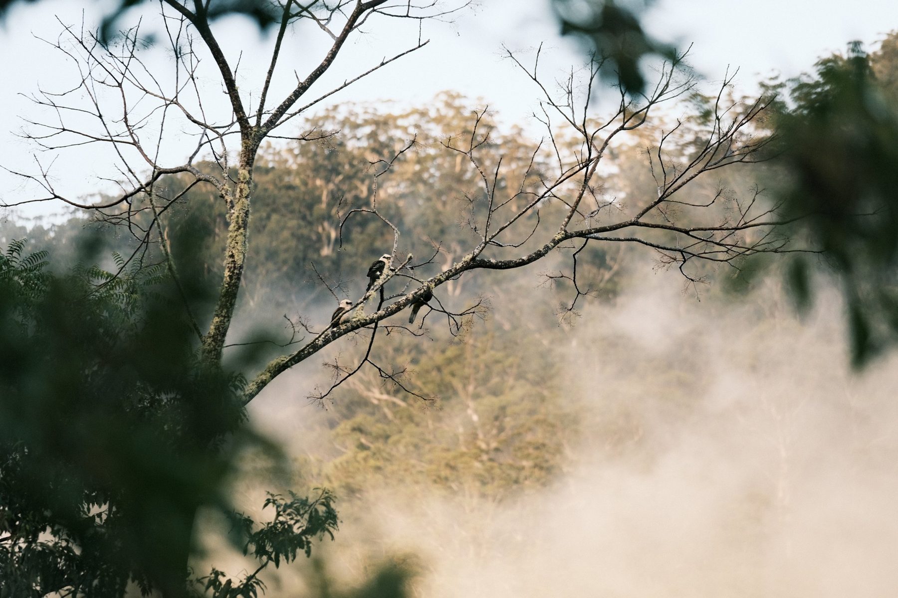 Kookaburras on a bare branch above mist rising through the valley